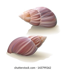 Seashells isolated on white background. Vector illustration