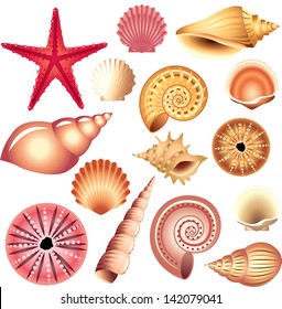 seashells isolated on white vector set