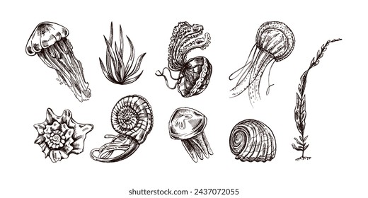 Seashells, jellyfishes, ammonite, nautilus mollusc, seaweed vector set. Hand-drawn sketch illustration. Collection of realistic sketches of various ocean creatures isolated on white background.