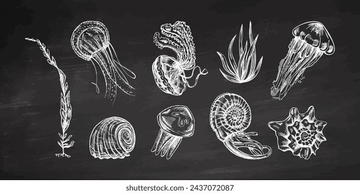 Conchas, medusas, amoniaco, nautilus moluscos, conjunto de vector de algas. Dibujado a mano ilustración de boceto en fondo de pizarra. Colección de bocetos realistas de varias criaturas oceánicas.