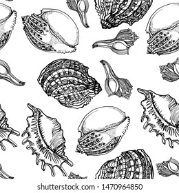 seashells , marine seamless pattern, isolated on white background vector, hand drawing