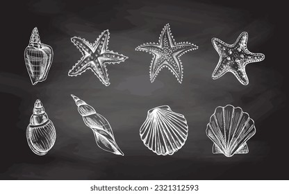 Seashells,  marine Starfish, scallop seashell vector set. Hand drawn white  sketch illustration. Collection of realistic sketches of various  ocean creatures  isolated on chalkboard  background.