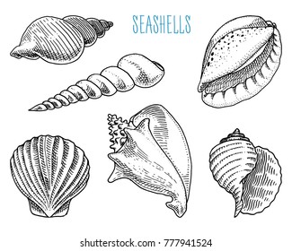 seashells or mollusca different forms. sea creature. engraved hand drawn in old sketch, vintage style. nautical or marine, monster or food. animals in the ocean.
