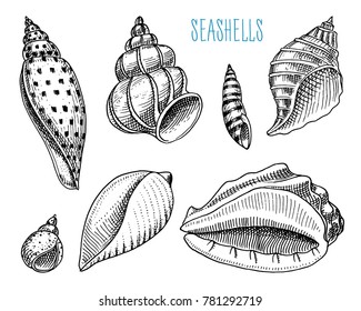 seashells or mollusca different forms. sea creature. engraved hand drawn in old sketch, vintage style. nautical or marine, monster or food. animals in the ocean.