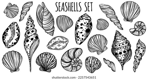 Seashells and mollusk marine sketch set for design of invitation, fabric, textile, etc. Vector outline sketch black isolated illustration.