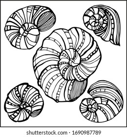 Seashells, mollusks vector graphic sketch handdraw 