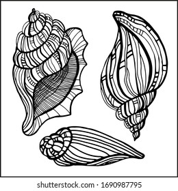 Seashells, mollusks vector graphic sketch handdraw 