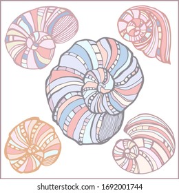 Seashells, mollusks vector graphic sketch handdraw 