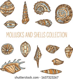 Seashells and mollusks vector set. Collection of textured sketches of various mollusk and seashells