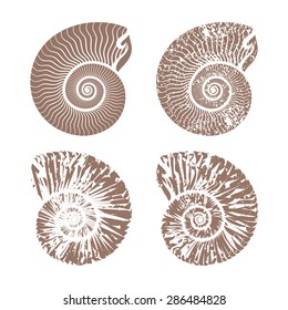 seashells nautilus vintage vector collection summer background illustration