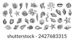 Seashells, octopus, fish, starfish, seahorses, ammonite vector set. Hand drawn sketch illustration. Collection of realistic sketches of various ocean creatures isolated on white background.