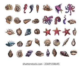 Seashells, octopus, fish, starfish, seahorses, ammonite vector set. Hand drawn colored sketch illustration. Collection of realistic sketches of various  ocean creatures isolated on white background.