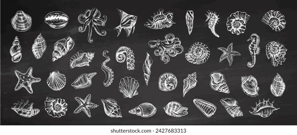 Seashells, octopus, fish, starfish, seahorses, ammonite vector set. Hand drawn sketch illustration. Collection of realistic sketches of various ocean creatures isolated on chalkboard background.