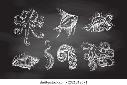 Seashells,  octopus, tropical fish, octopus tentacle vector set. Hand drawn white sketch illustration. Collection of realistic ocean creatures  isolated on chalkboard  background.