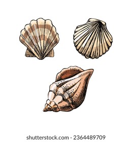 Seashells,  scallop seashell color vector set. Hand drawn sketch illustration. Collection of realistic sketches of various  ocean creatures  isolated on white background.