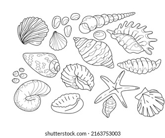 

Seashells sea beach summer graphic illustration hand drawn big set isolated elements on white background. Background coloring book for children doodle sketch book for children doodle sketch