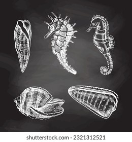 Seashells, seahorses, whelk vector set. Hand drawn white  sketch illustration. Collection of realistic sketches of various  ocean creatures  isolated on chalkboard  background.
