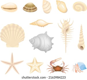 Seashells and seaside creatures, isolated on the white background