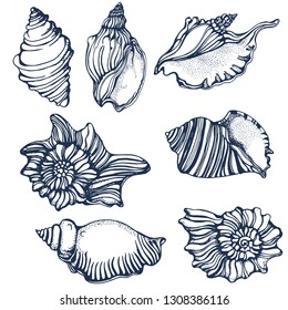 seashells set, hand drawing isolated on white background vector