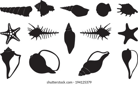 Seashells set illustrated on white