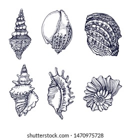 seashells , set, isolated on white background vector, hand drawing