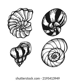 Seashells set. Marine background. Hand drawn vector illustration isolated on white background.