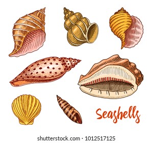 seashells set or mollusca different forms. sea creature. engraved hand drawn in old sketch, vintage style. nautical or marine, monster or food. animals in the ocean.