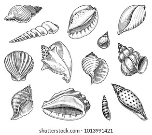 seashells set or mollusca different forms. sea creature. engraved hand drawn in old sketch, vintage style. nautical or marine, monster or food. animals in the ocean.