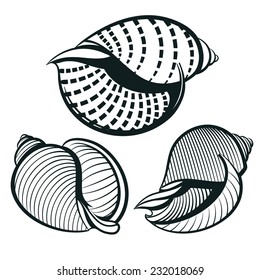 seashells set outline engraving vector illustration