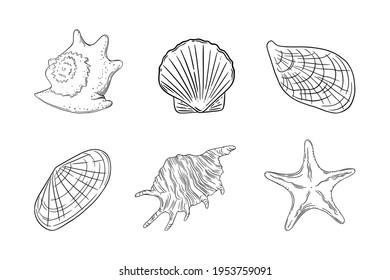 Seashells set with starfish, scallop, oyster and other barnacles. Shells isolated in white background. Sketch ector illustration