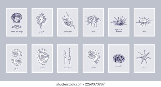 Seashells. Set of twelve vintage style posters. Vector illustration.