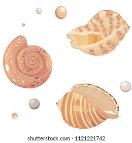 Seashells, set vector icons.