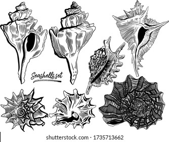 Seashells set vector line art iillustration. shells isolated on a white background. Drawing collection, vector.