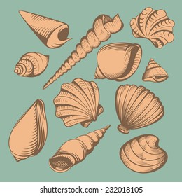 seashells set vintage color vector illustration
