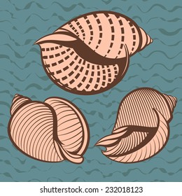 seashells set vintage color vector illustration