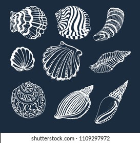 seashells set, white outline on dark background, vector illustration