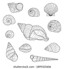 
Seashells set.Coloring book antistress for children and adults. Illustration isolated on white background.Zen-tangle style. Black and white drawing