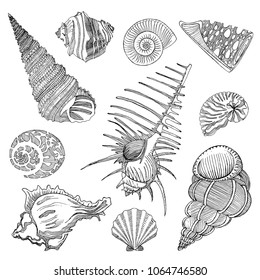 Seashells sketch set. Hand drawn vector illustration in vintage style on white background.