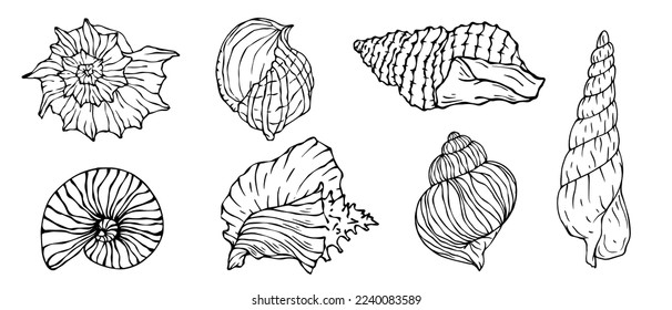 Seashells sketch set. Vector graphics.	