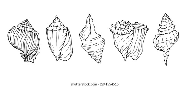 Seashells sketch set. Vector graphics.	