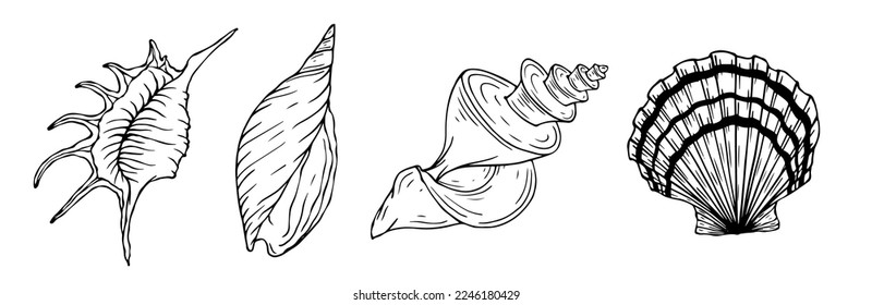 Seashells sketch set. Vector graphics.	