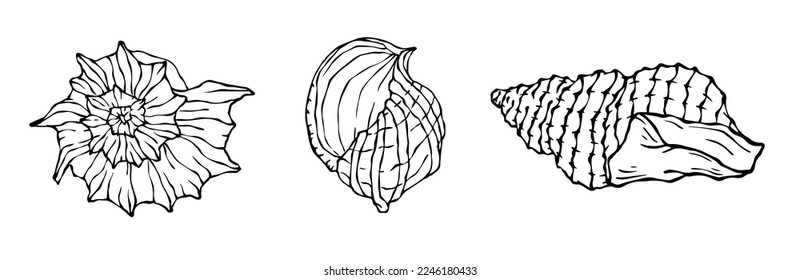 Seashells sketch set. Vector graphics.	
