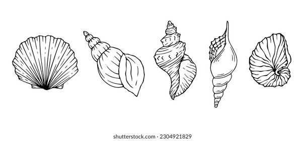 Seashells sketch set. Vector graphics.	