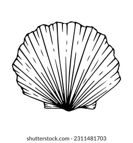 Seashells sketch set. Vector graphics.	