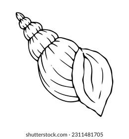 Seashells sketch set. Vector graphics.	