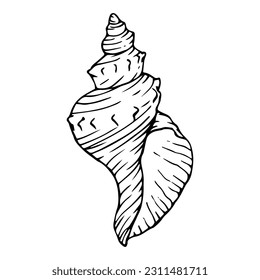 Seashells sketch set. Vector graphics.	