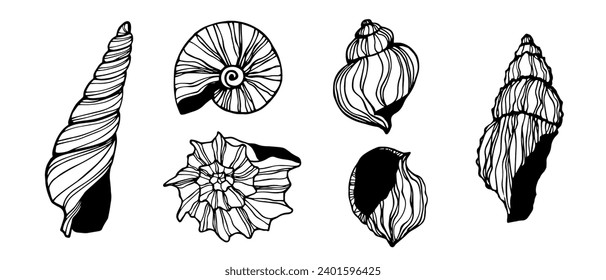 Seashells sketch set. Vector graphics.	
