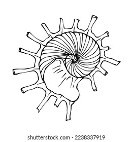 Seashells sketch . Vector graphics.	
