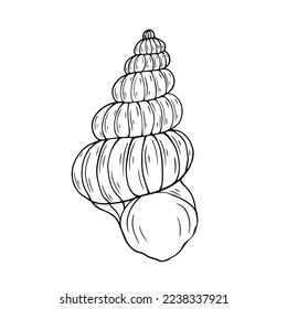 Seashells sketch . Vector graphics.	