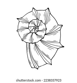 Seashells sketch . Vector graphics.	
